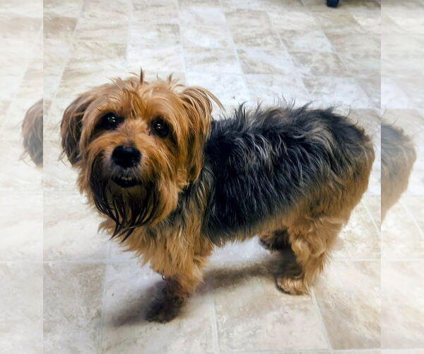 Medium Photo #1 Mutt Puppy For Sale in Raleigh, NC, USA