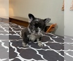 Puppy Puppy 1 French Bulldog