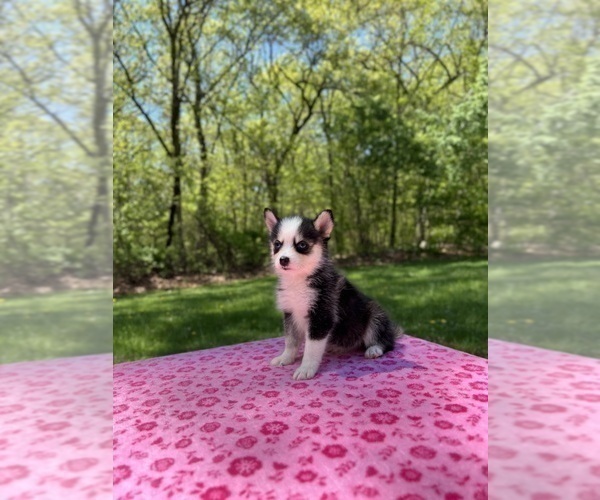 Medium Photo #5 Pomsky Puppy For Sale in DRACUT, MA, USA
