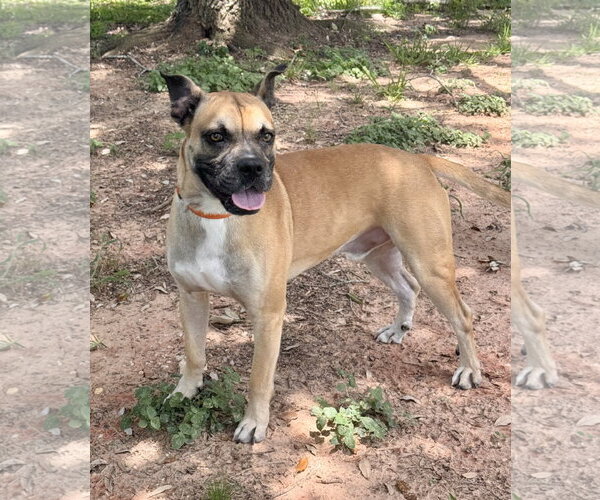 Medium Photo #2 Boxer Puppy For Sale in The Woodlands, TX, USA