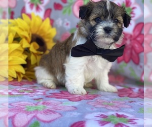 Havanese Puppy for sale in LANCASTER, PA, USA