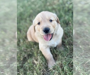 Golden Retriever Puppy for sale in JUSTIN, TX, USA