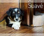 Puppy Suave Border Collie-Papillon Mix
