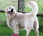Small Photo #42 English Cream Golden Retriever Puppy For Sale in NORTHWOOD, OH, USA