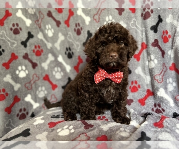 Medium Photo #7 ShihPoo Puppy For Sale in LAKELAND, FL, USA