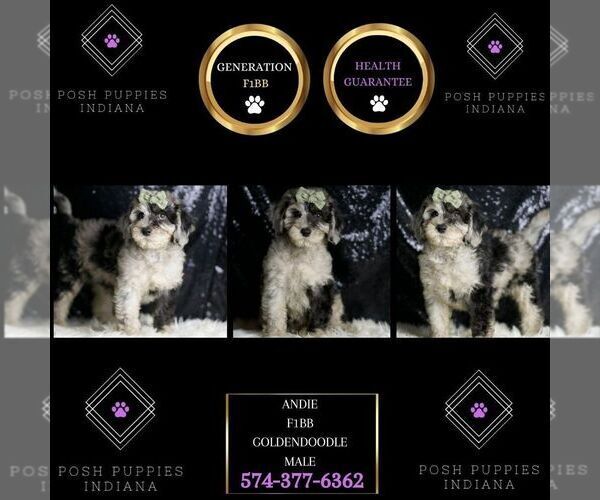 Medium Photo #6 Goldendoodle (Miniature) Puppy For Sale in WARSAW, IN, USA