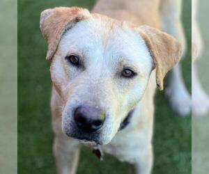 Labrador Retriever-Unknown Mix Dogs for adoption in San Diego, CA, USA