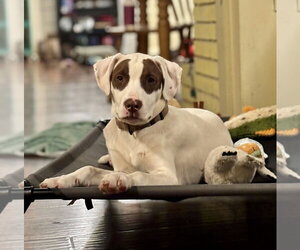 Mutt Dogs for adoption in Boston, MA, USA