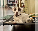 Small Mutt