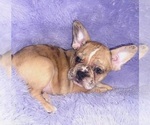 Small Photo #3 French Bulldog Puppy For Sale in SANDY HOOK, KY, USA