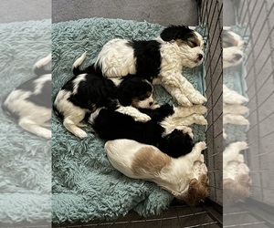 Cavachon Litter for sale in OLYMPIA, WA, USA