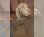 Small #6 Weimaraner