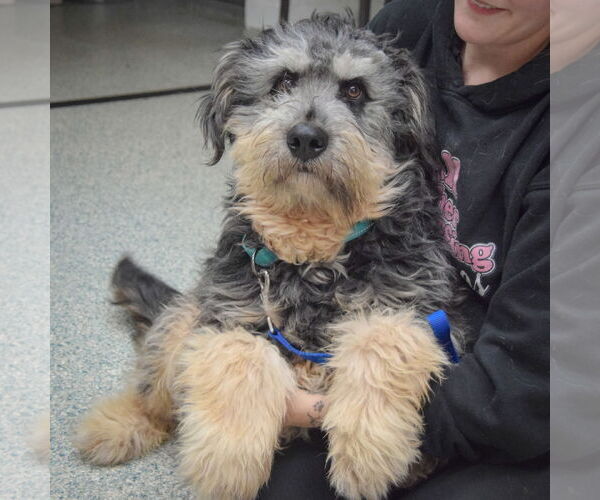 Medium Photo #7 Mutt Puppy For Sale in Huntley, IL, USA