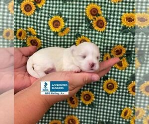 Maltese Puppy for sale in WINNSBORO, LA, USA