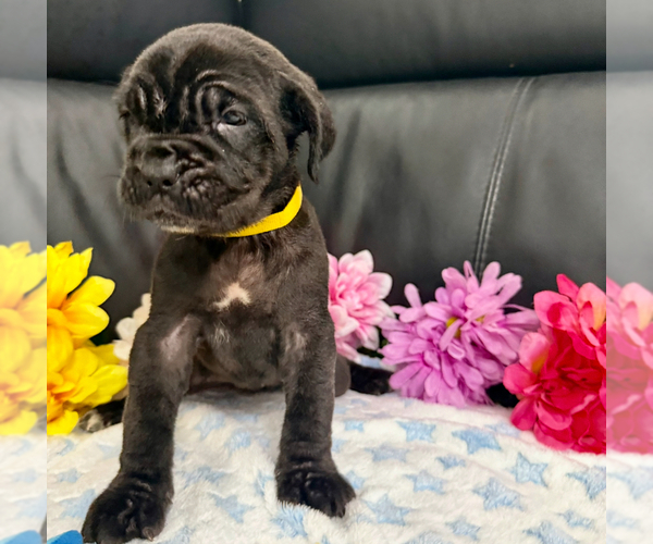 Medium Photo #3 Neapolitan Mastiff Puppy For Sale in MIAMI, FL, USA