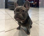 Small Photo #1 French Bulldog Puppy For Sale in PICO RIVERA, CA, USA