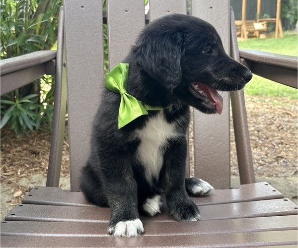 Medium Photo #26 Gollie Puppy For Sale in SANTA ROSA BEACH, FL, USA