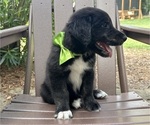 Small Photo #26 Gollie Puppy For Sale in SANTA ROSA BEACH, FL, USA