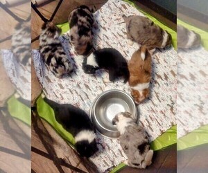 Australian Shepherd-Canaan Dog Mix Litter for sale in SAINT REGIS, MT, USA
