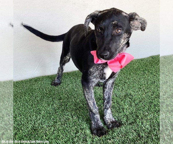 Medium Photo #3 Labrador Retriever-Unknown Mix Puppy For Sale in San Diego, CA, USA