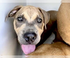 Mutt Dogs for adoption in Houston, TX, USA