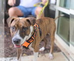 Small #13 Retriever  Mix