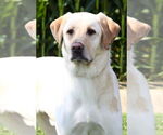 Small #1 Labrador Retriever