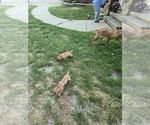 Small #3 Vizsla