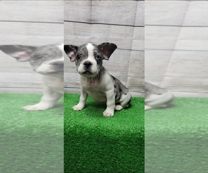 French Bulldog Puppy for sale in INDIANAPOLIS, IN, USA