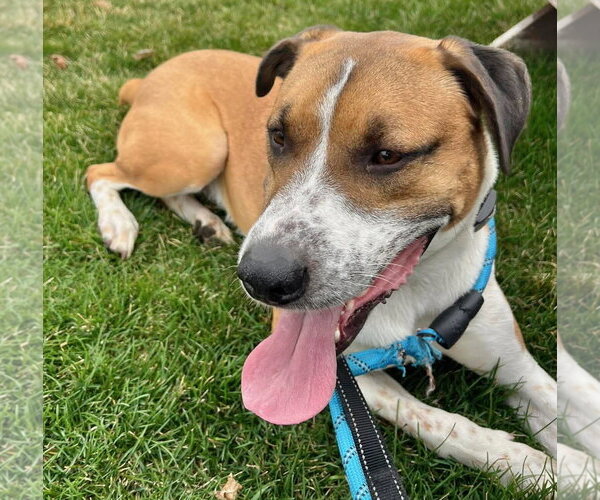Medium Photo #2 Labrador Retriever-Retriever  Mix Puppy For Sale in Gilberts, IL, USA