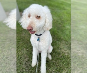 Goldendoodle (Miniature) Dog for Adoption in BASEHOR, Kansas USA