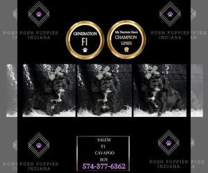 Cavapoo Puppy for sale in WARSAW, IN, USA