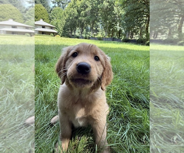 Medium Photo #23 Golden Retriever Puppy For Sale in BATTLE GROUND, WA, USA