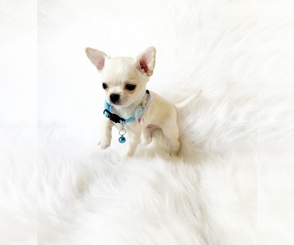 Medium Photo #1 Chihuahua Puppy For Sale in SACRAMENTO, CA, USA