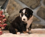 Small Photo #3 Australian Shepherd Puppy For Sale in WESTFIELD, MA, USA