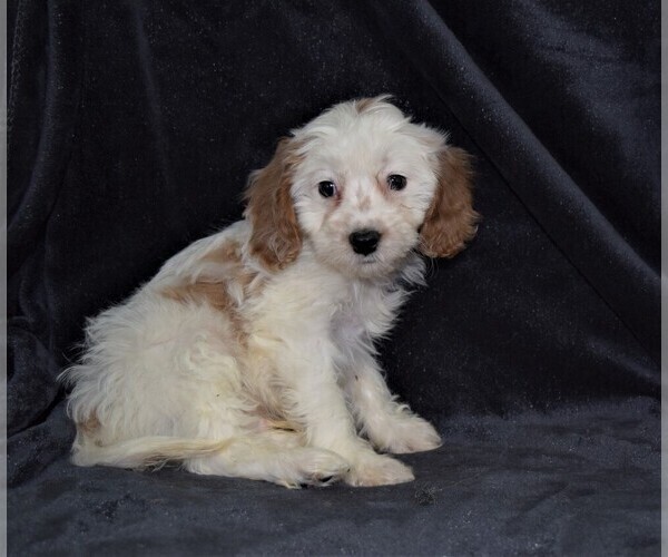 Medium Photo #1 Cavapoo Puppy For Sale in BARNESVILLE, KS, USA