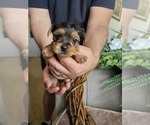 Image preview for Ad Listing. Nickname: Bella