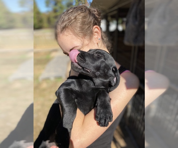 Medium Photo #12 Labrador Retriever Puppy For Sale in KITTRELL, NC, USA