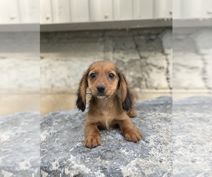 Dachshund Puppy for sale in CANOGA, NY, USA