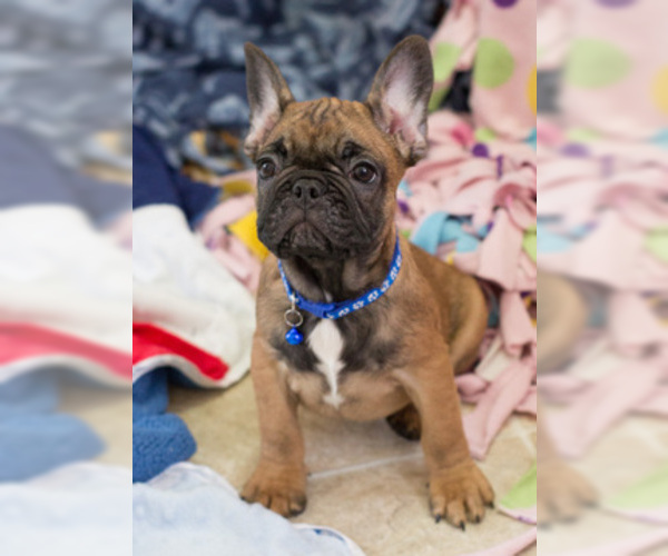Medium Photo #1 French Bulldog Puppy For Sale in MILWAUKEE, WI, USA