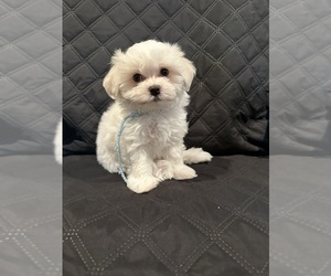Maltese Puppy for sale in REDLANDS, CA, USA