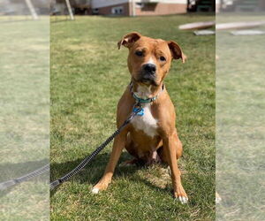 Arty - Female Boxer-Unknown Mix Dog for Adoption - Photo #4