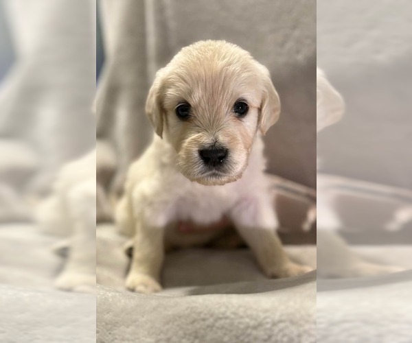 Medium Photo #4 Goldendoodle Puppy For Sale in COCOA, FL, USA