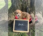 Small #1 Yo-Chon
