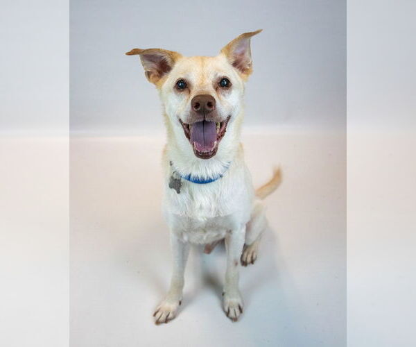 Medium Photo #5 Labrador Retriever-Unknown Mix Puppy For Sale in Kennesaw, GA, USA