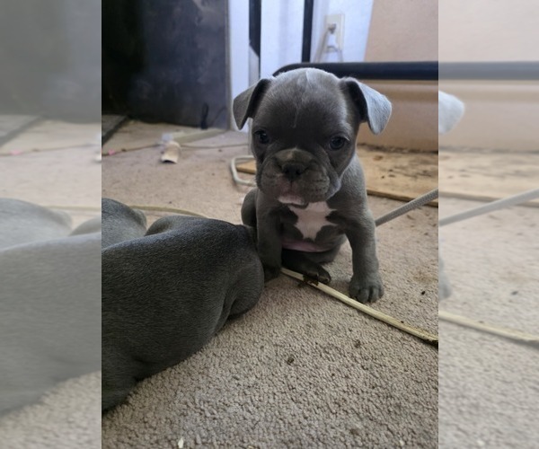 Medium Photo #31 French Bulldog Puppy For Sale in BLANCA, CO, USA