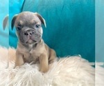 Small #2 French Bulldog
