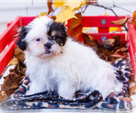 Small #4 Shih Tzu