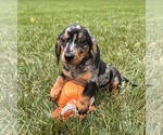 Small #2 Dachshund