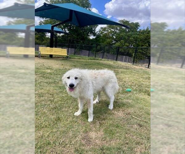 Medium Photo #2 Great Pyrenees Puppy For Sale in Temple, TX, USA